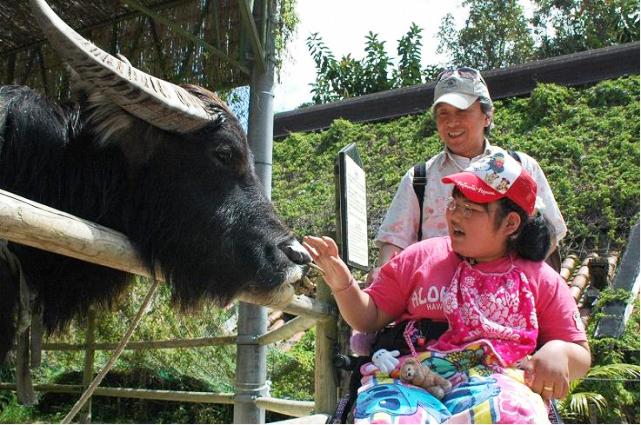 琉球村でのひとコマ、目の前で見る水牛に圧倒されながらも楽しんでいる少女の様子