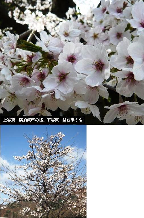 上写真：横須賀市の桜、下写真：釜石市の写真